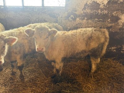 Jałówki charolaise 100% pod ocena PZHIPM